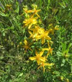 2020-05-03Yellow5Petal.jpg
