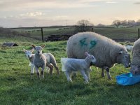 First lambs.jpg