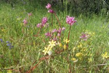 2020-05-03Yellow6PetalPinkClusterLupine.jpg