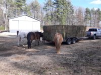 41120 hay.jpg