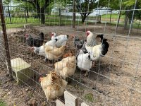 20200503 Chickens.JPG