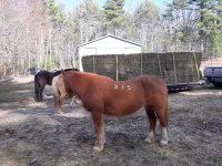 41120 hay1.jpg