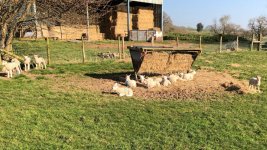 More lambs.JPG