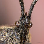 2020-05-03_15-18-23_0083_2.png