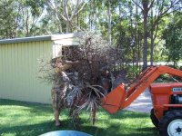867064-palm tree cleanup.jpg