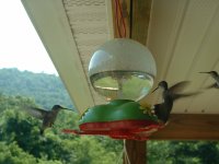 Hummingbirds024.jpg
