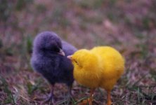 867209-chicks 10159.jpg
