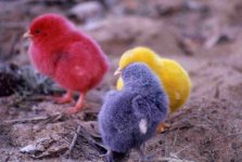 867211-chicks 20160.jpg