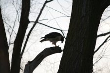 867327-Hawk.jpg