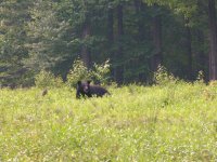 bear (600 x 450).jpg