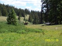 moose 3.jpg