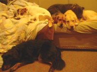 826702-Copy of Couch gang2.JPG