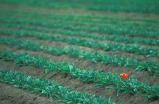 867943-early tulip (Medium).jpg