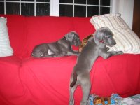 puppy pics 012.jpg