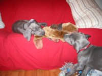 puppy pics 014.jpg