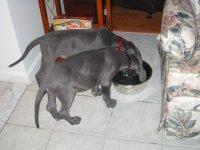 puppy pics 026.jpg