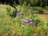BlueBells.jpg