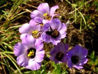 BlueBellBee.jpg