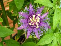 passionflower.jpg