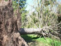 868866-Fallen Spruce 002.jpg