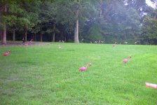 Flamingo1.jpg