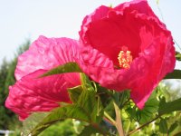 Hibiscus0906S.jpg