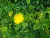 yel2_20200624_174034.jpg