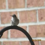 IMG_9209.JPG