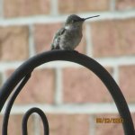 IMG_9211.JPG