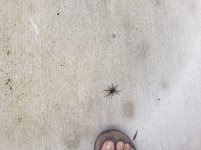TreeSpider20200620_144427.jpg
