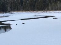 Pond.jpg