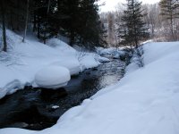 River trail snow mushrooms.jpg