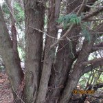 IMG_9230.JPG