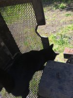 cat1.jpg cat1.jpg