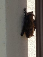 Bat20200530_163611_resized.jpg