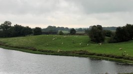Swan.JPG