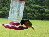 Oriole1.jpg