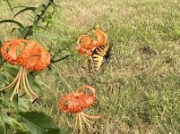 IMG_6070.JPG