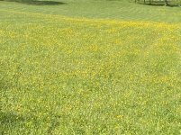 IMG_4428.JPG
