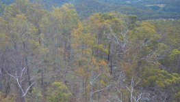 trees.JPG