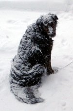 Gromit snowy. (cropped).jpg