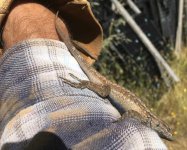 lizard2020-06-07Shirt.jpg lizard2020-06-07Shirt.jpg
