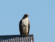 IMG_2426.JPG