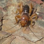 mormonCricket2020-04-19.jpg