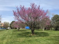 IMG_0981.jpg