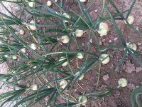 IMG_1198 onions.JPG