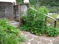 Outside Shower Patch.JPG