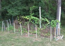 Redone Asparagus Patch.JPG