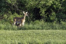 Doe and Fawn.jpg