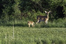 Doe and Fawn 2.jpg